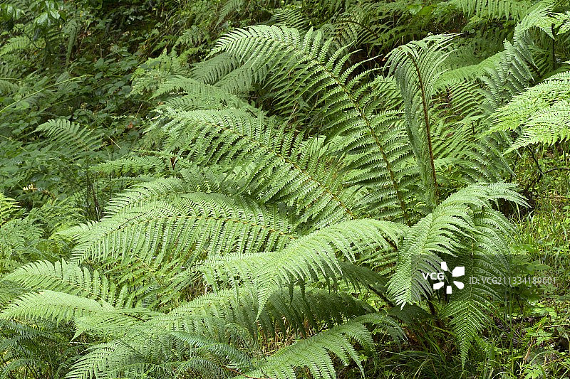 鳞状雄性蕨类植物图片素材