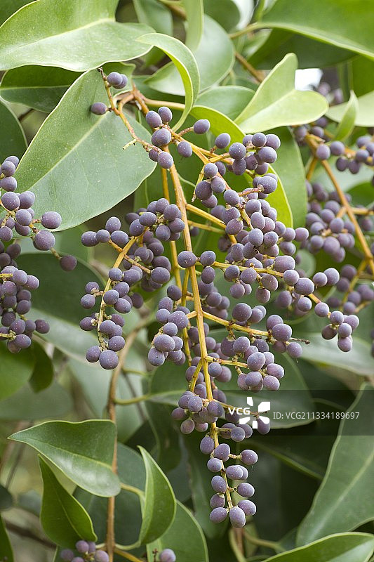 女贞果实图片素材