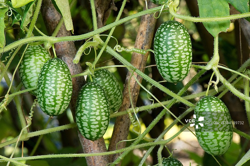 墨西哥酸黄瓜图片素材
