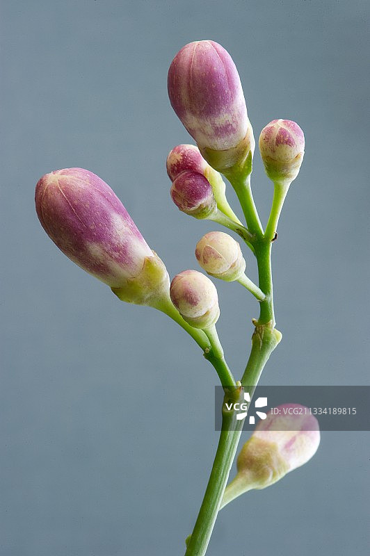 工作室里的 Meyer 柠檬（柠檬）花蕾图片素材