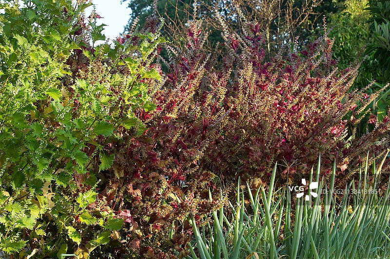 花园里的野生紫苏图片素材