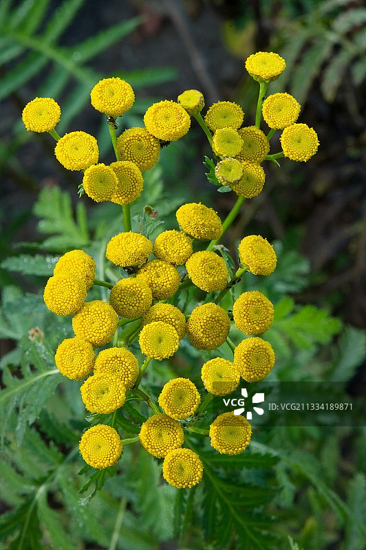 花园里的普通艾菊花图片素材