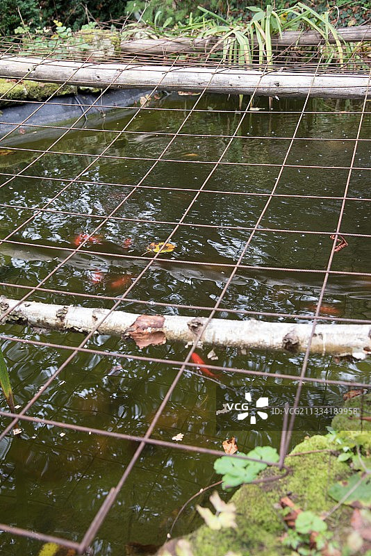 法国洛林，秋季池塘上的苍鹭防护网图片素材