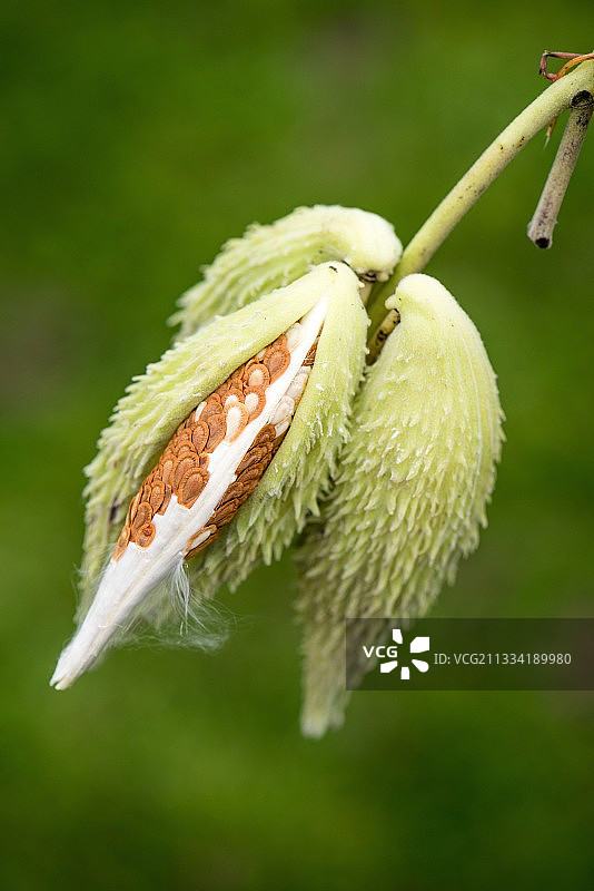 花园里的普通马利筋（Asclepias syriaca）种子，秋季，法国洛林图片素材
