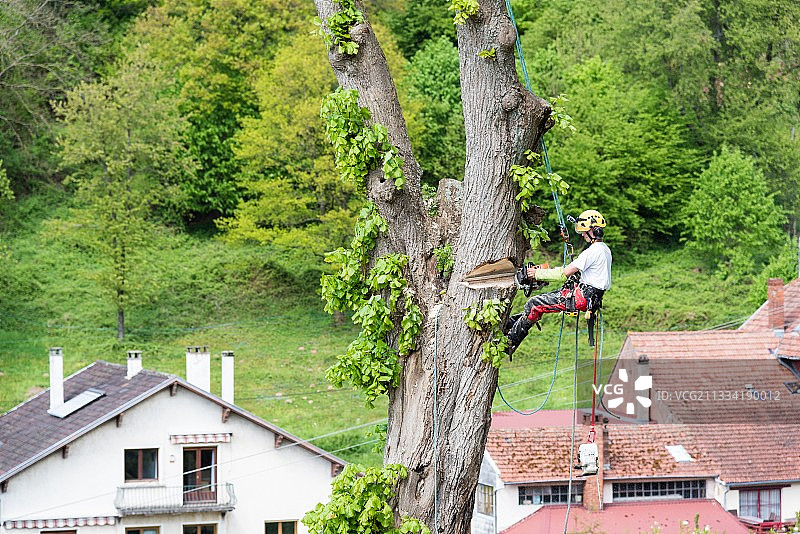 法国摩泽尔省夏季的石灰树砍伐图片素材