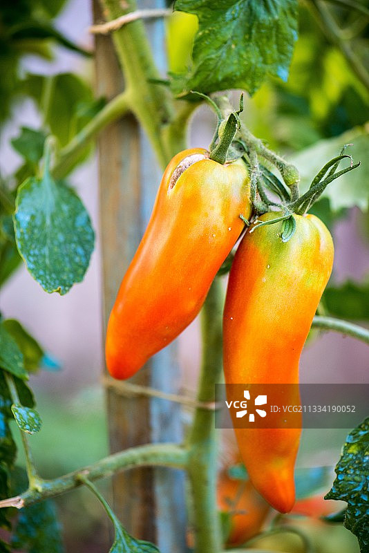 “安第斯辣椒”番茄，夏季，法国洛林图片素材