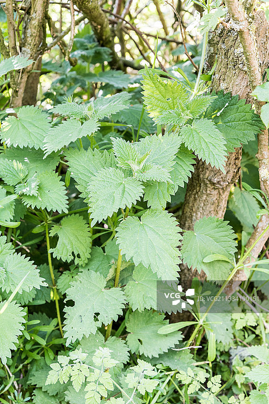 花园里的小荨麻，春天，加来海峡，法国图片素材