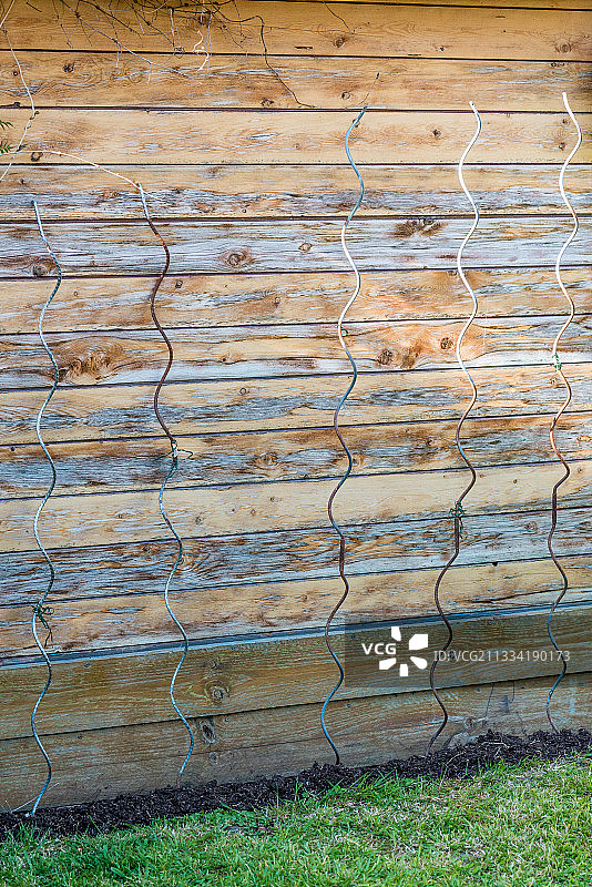 花园里的番茄支架，春天，加来海峡，法国图片素材