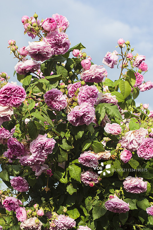 ‘Olivet’玫瑰：花园中盛开的攀缘玫瑰树图片素材