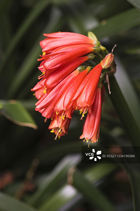 盛开的垂筒君子兰（Clivia nobilis），不如经典君子兰常见，但此品种会开出管状的下垂花朵，和经典君子兰一样易于养护图片素材
