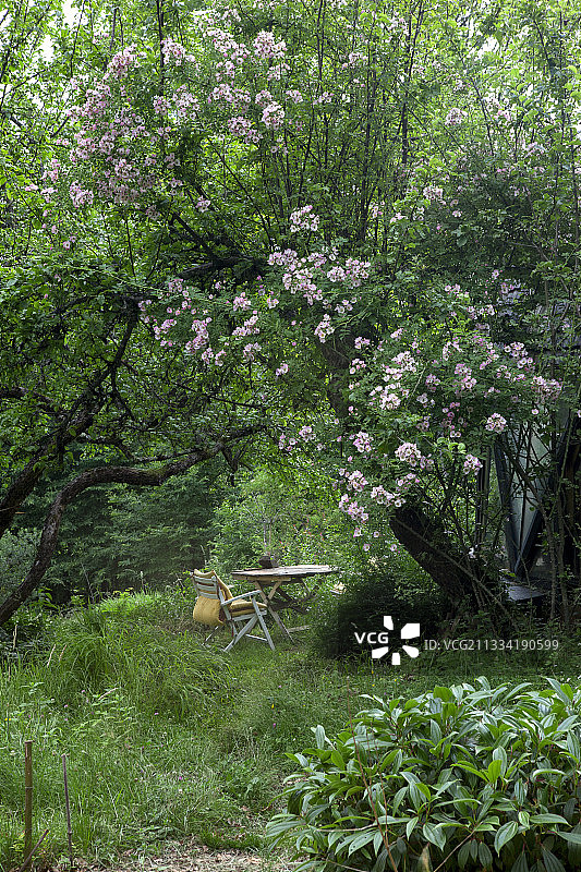 测地线生态屋、攀援玫瑰、荚蒾、花园家具图片素材