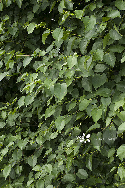 树篱树叶图片素材