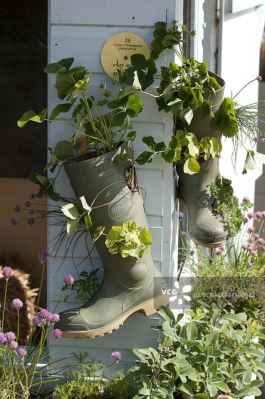 用作花盆的靴子，被改造的物品图片素材