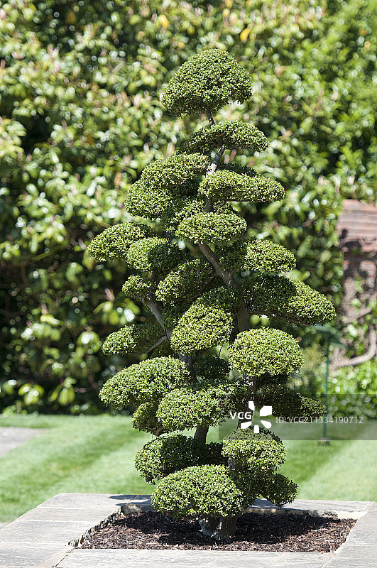 修剪成云朵形状的树木图片素材