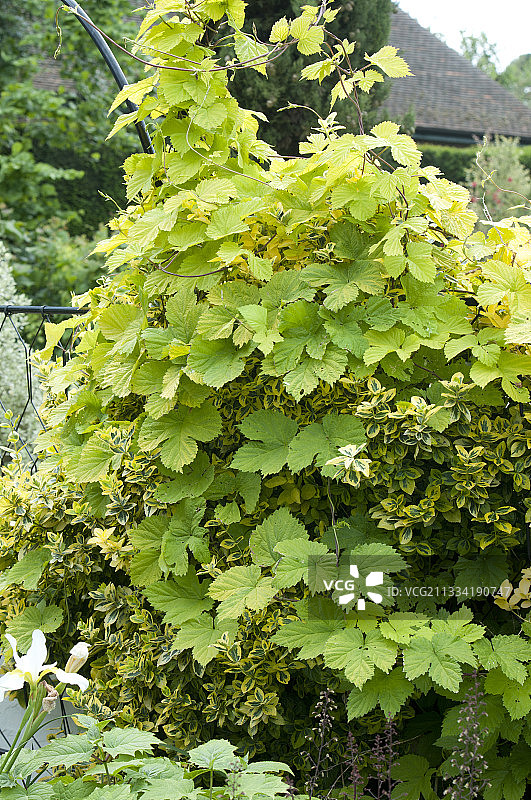 金色啤酒花图片素材