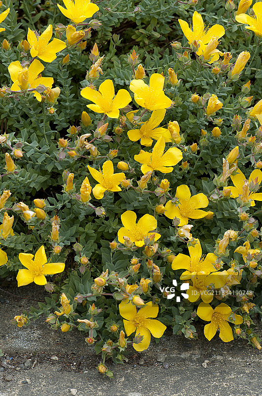 盛开的奥林匹克圣约翰草图片素材