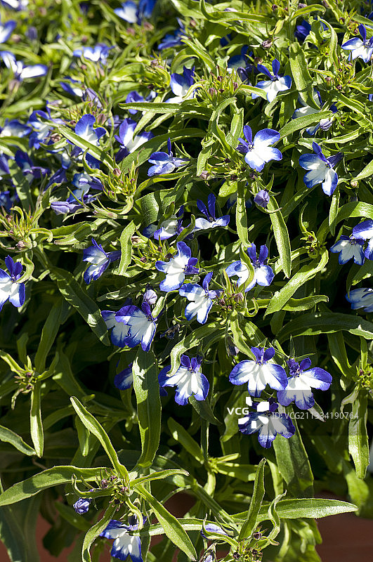 盛开的二色半边莲图片素材