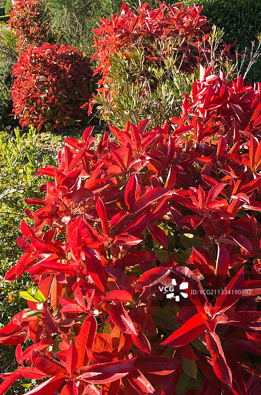 法国普罗旺斯的石楠花图片素材