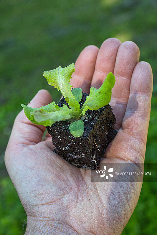 法国普罗旺斯沙拉苗图片素材
