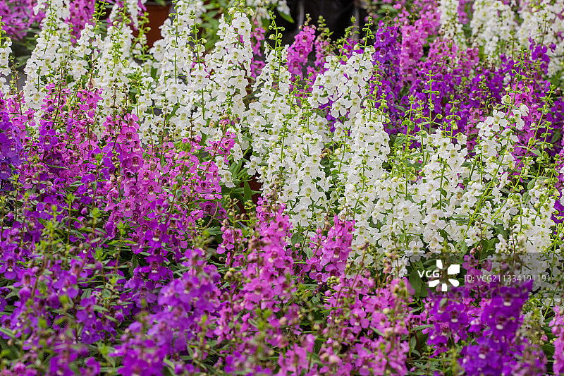 法国普罗旺斯的天使花图片素材