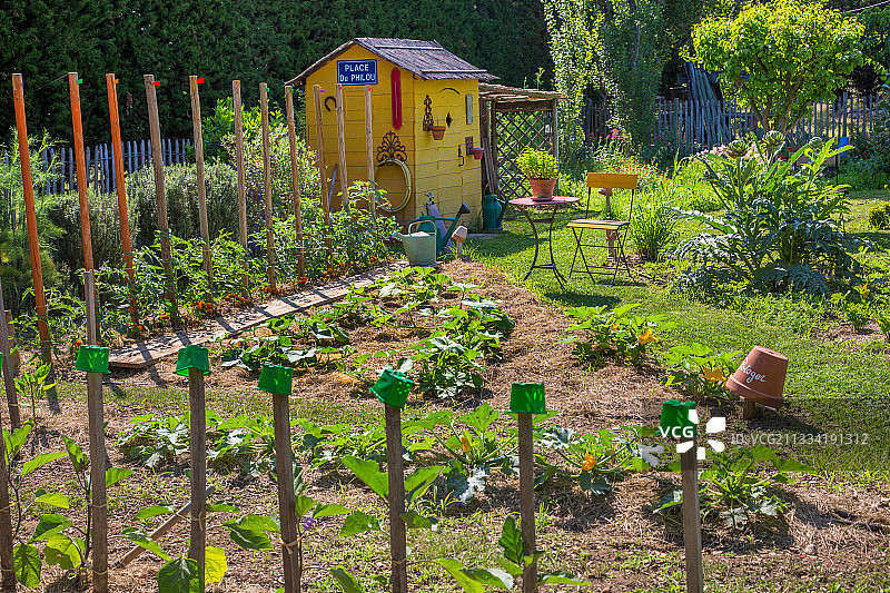 棚屋，六月在蔬菜花园中西红柿和西葫芦，法国普罗旺斯图片素材