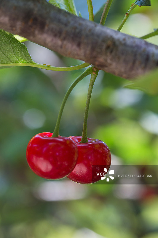 法国普罗旺斯树上的红色 Morello 樱桃图片素材