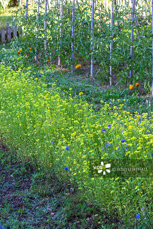 普罗旺斯厨房花园中的白芥菜绿肥图片素材