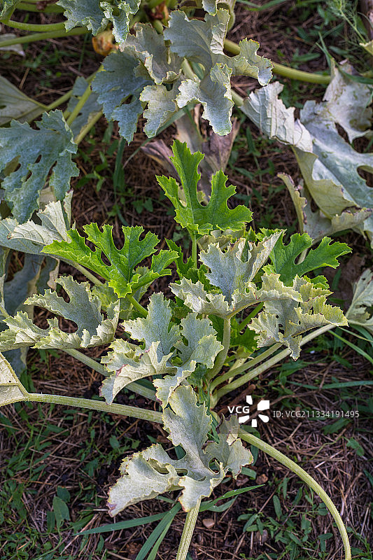 西葫芦叶上的白粉病图片素材