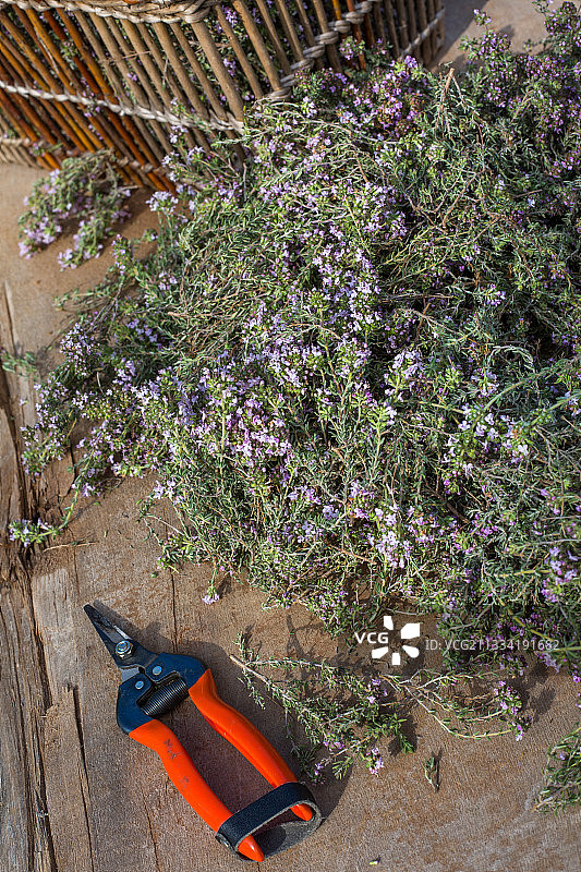 普罗旺斯新鲜的百里香图片素材