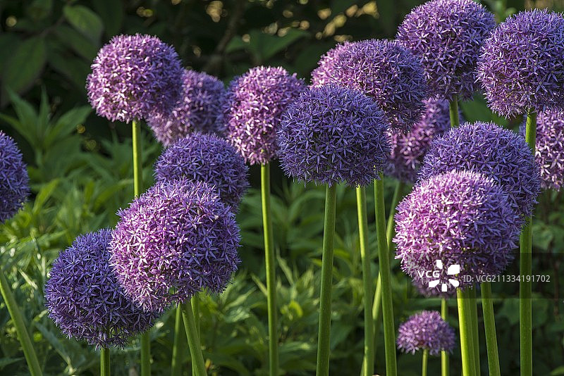 阿普雷蒙 floral park 大蒜装饰图片素材