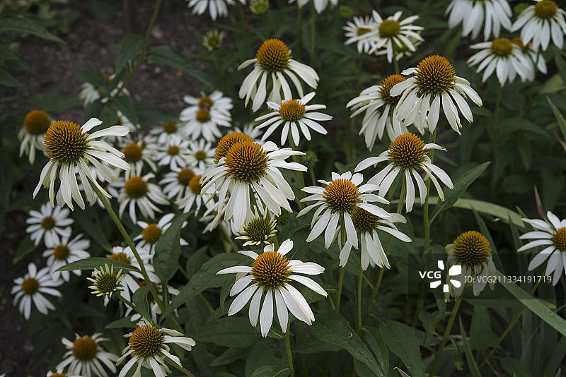 白色普里马唐娜紫锥菊，法国谢尔省阿普雷蒙花卉公园图片素材