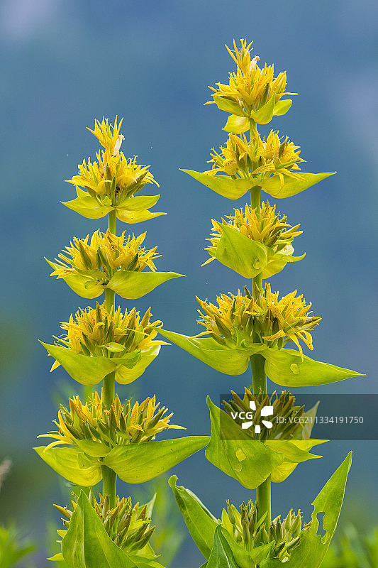 法国上普罗旺斯阿尔卑斯于拜山谷的黄色龙胆图片素材