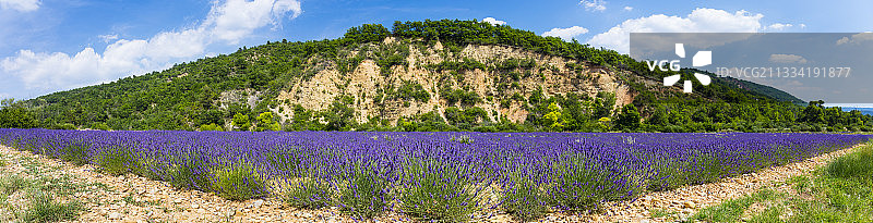 瓦朗索勒薰衣草田图片素材
