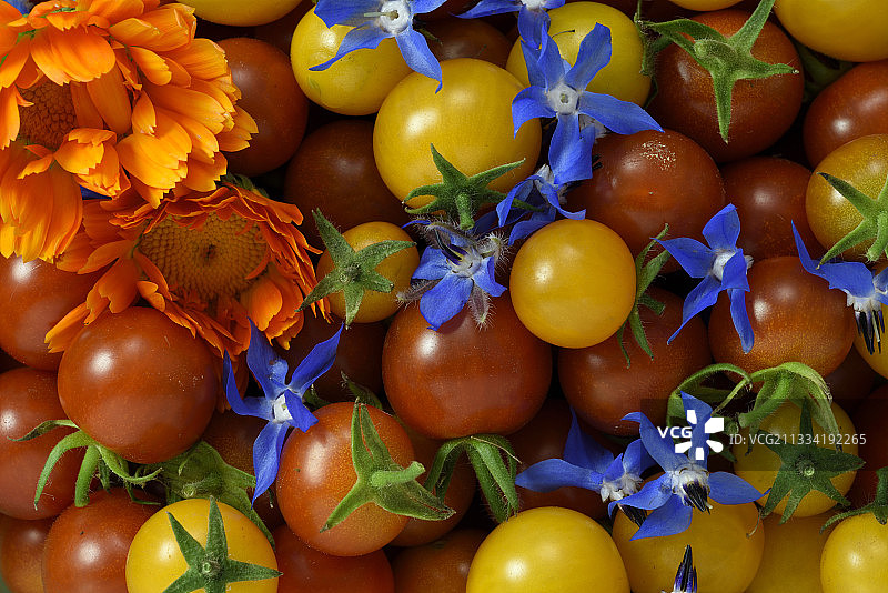 篮子里的番茄、琉璃苣和金盏花沙拉，法国贝尔福地区蔬菜园图片素材