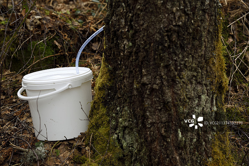 法国孚日山区，Berchigranges花园春季桦树汁采集图片素材