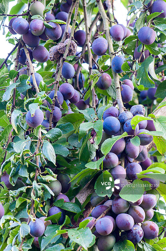 花园里的洋李图片素材