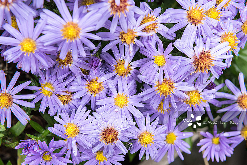 Eventide 紫菀图片素材