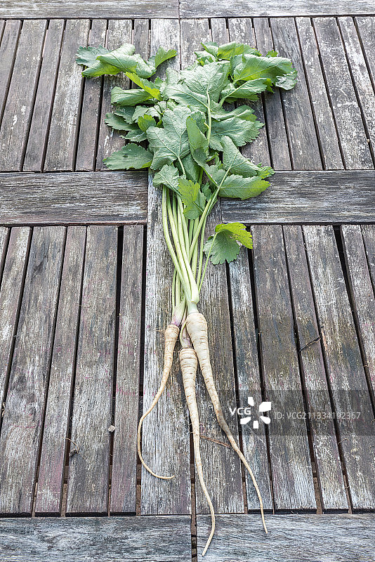 厨房花园里欧防风的收获图片素材