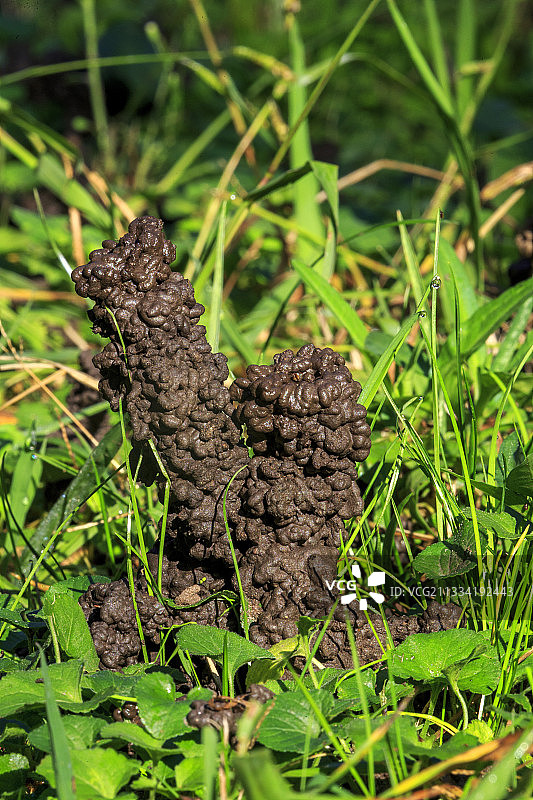 普通蚯蚓（Lombricus terrestris）的蚯蚓粪，法国芒德留-拉纳普勒图片素材
