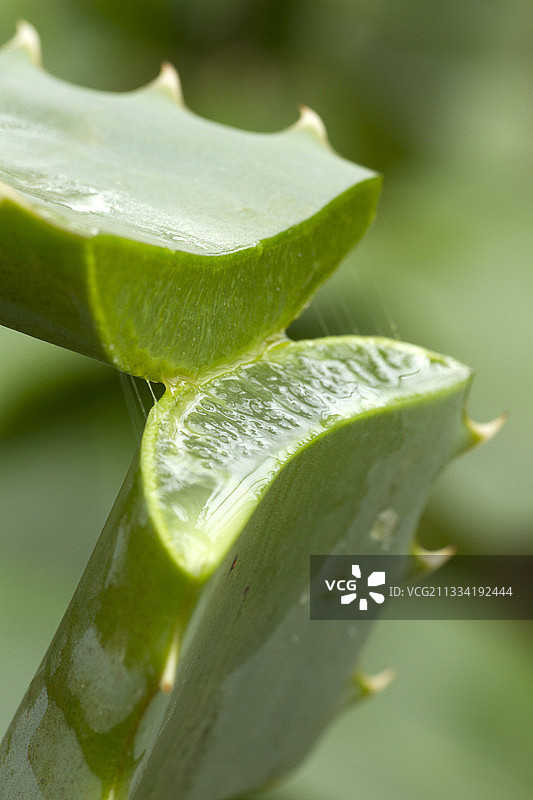 芦荟叶图片素材