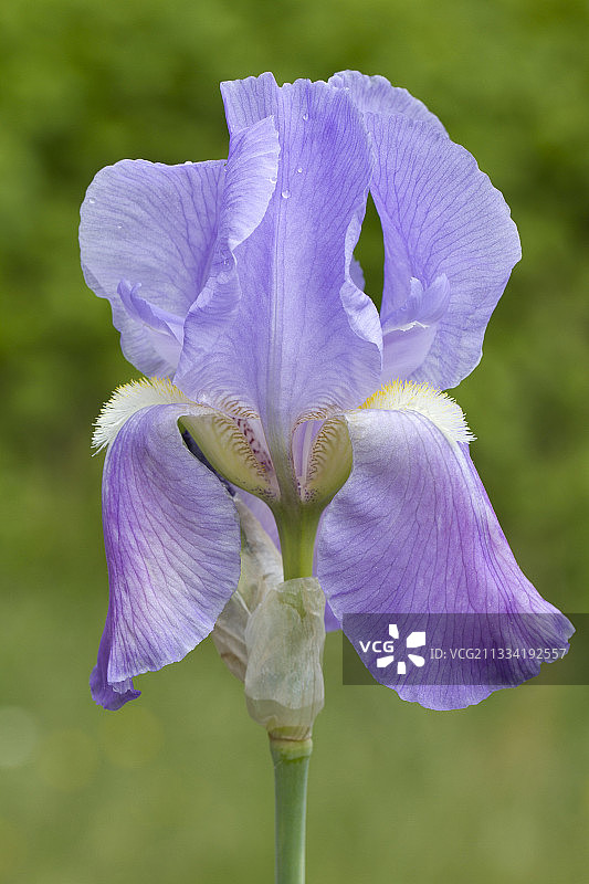 达尔马提亚鸢尾花图片素材