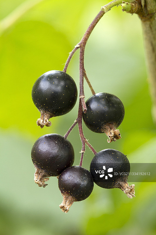 黑加仑图片素材