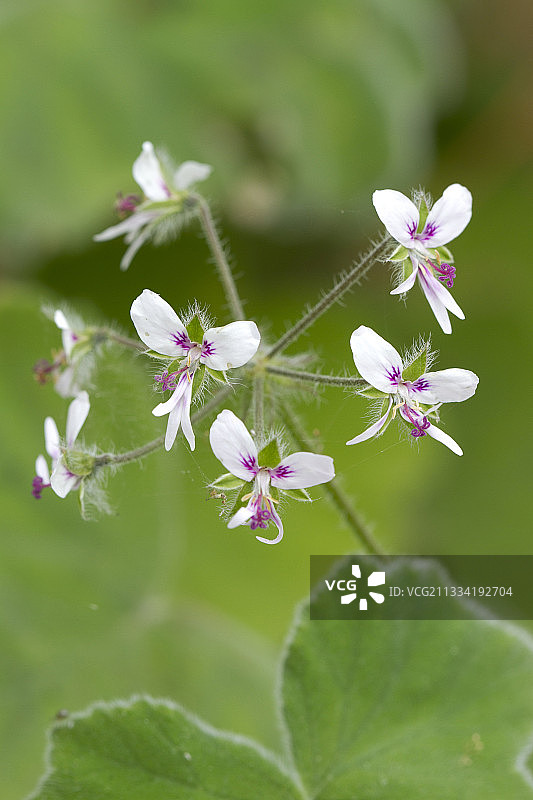 巧克力薄荷天竺葵花图片素材