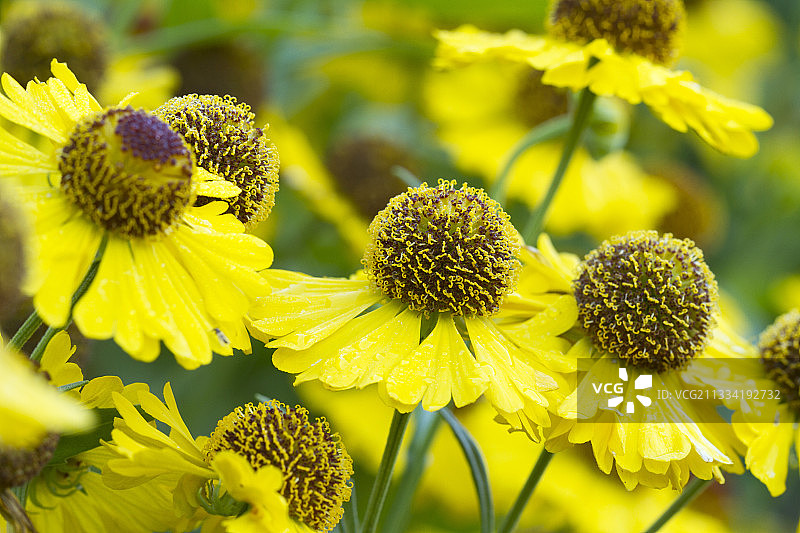豚草花图片素材