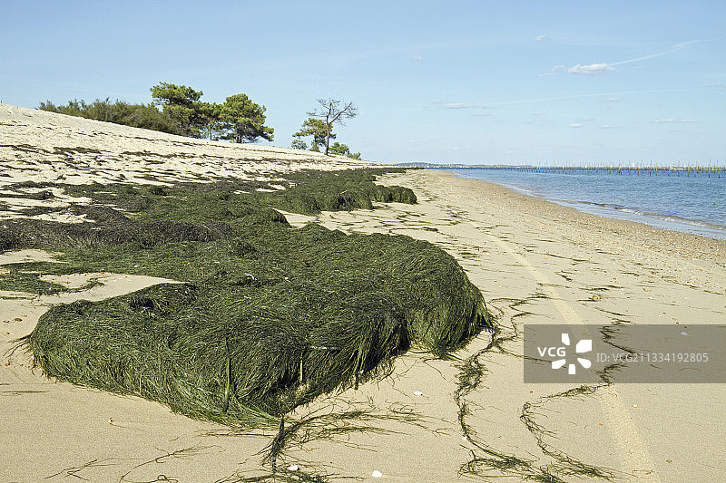 法国吉伦特省阿尔卡雄盆地莱盖-卡普费雷海滩上的矮鳗草图片素材