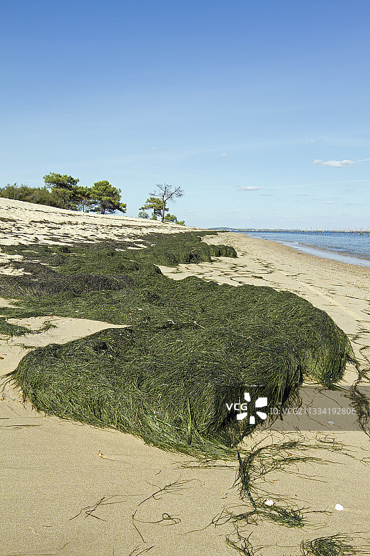 法国吉伦特省阿尔卡雄盆地莱盖-卡普费雷海滩上的矮鳗草图片素材