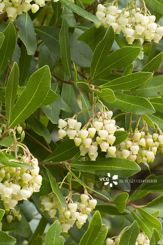 草莓树图片素材