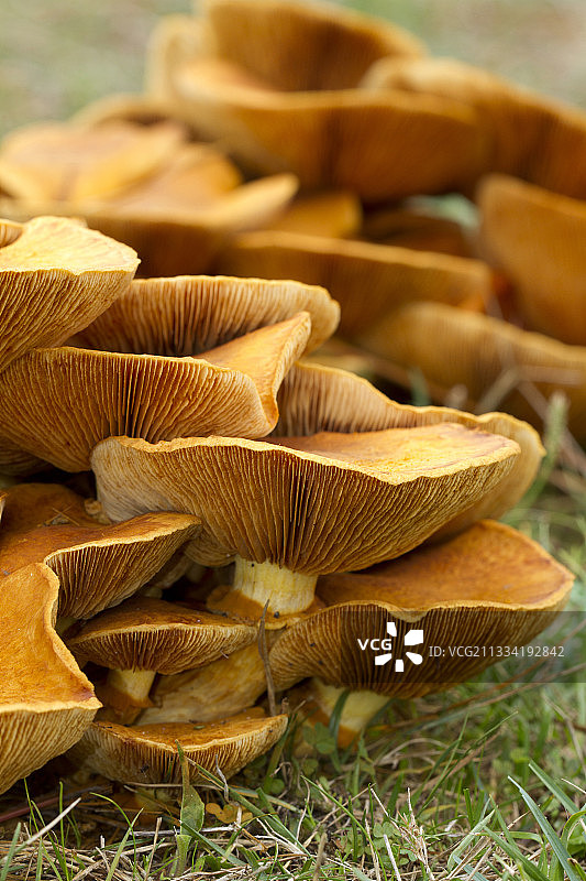 笑 Gym菇图片素材