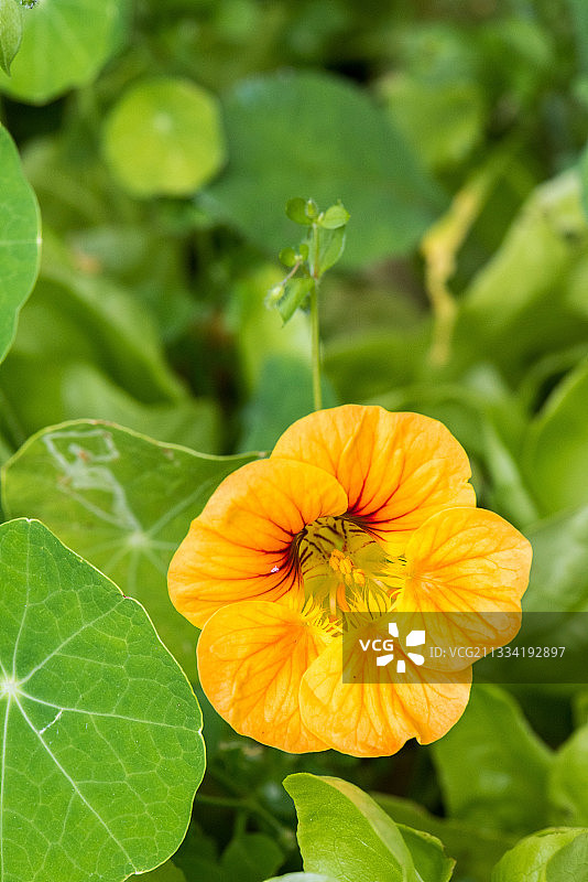 旱金莲图片素材