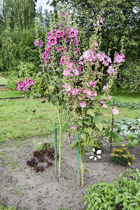 法国洛林夏季花园里的锦葵图片素材